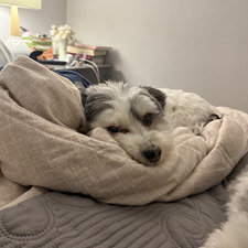 Gracie 