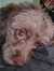 Thyra E...