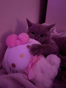 Meri