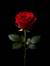 ~Renate~