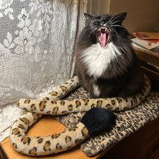 Zoë