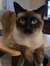 Amy