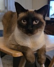 Amy