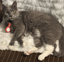 Hibrid