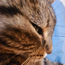 Minja