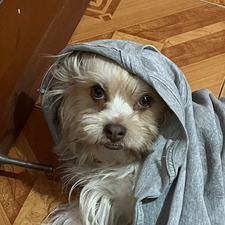 Ana