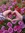 Coralie D