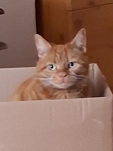 Stu