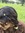 Yasna