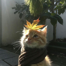 Ali