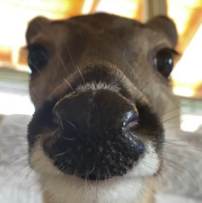 Nev