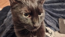 Ronja