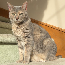 Nina