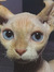 kat