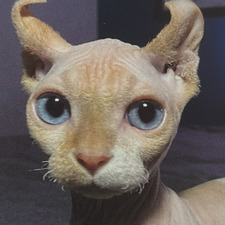 kat