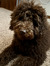 Tiffany