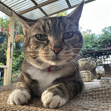 Tuna Wang