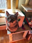 Mimi