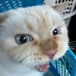 Mochi