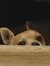 Pheebs