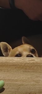 Pheebs