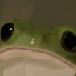 cheepacheeps