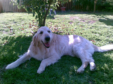 Jenny
