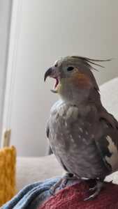 Ferran Cot