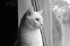 Atti