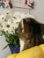 Diandcats
