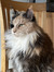 Lovisa ...