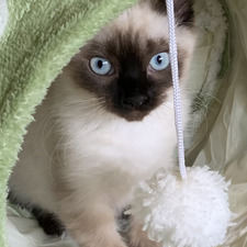 Jasmine