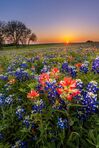 Texas