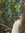 Hannah