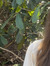 Hannah