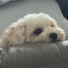 sillyoldbear