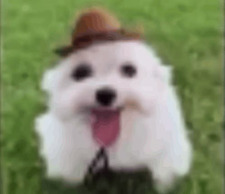 lu