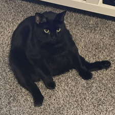 Lando