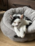 Ilse