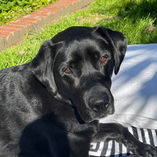 Lucy