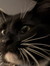 Izzy