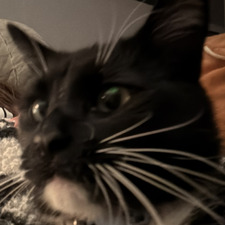 Izzy