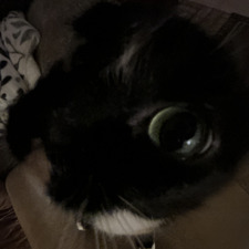 merlin