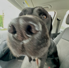 Maggie