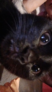 FlackTheRat
