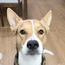 katie
