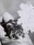 Heba