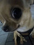 Jaxx