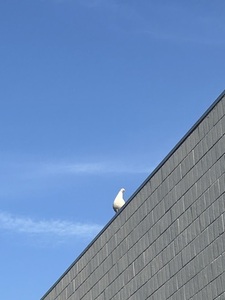 Yapping_Seagull
