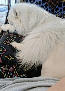 Lizzylocks
